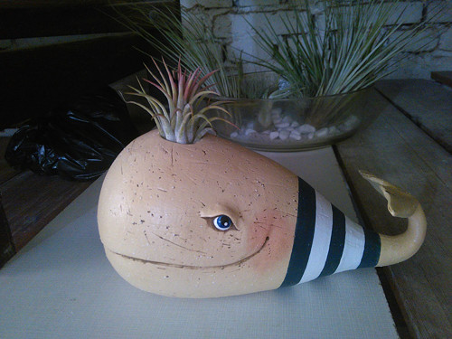 Modrá velryba — foto 1
