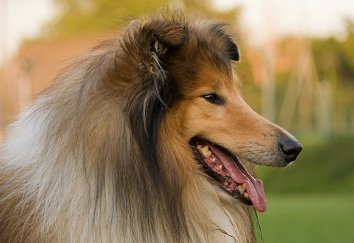 Panel 16x11cm Lassie se vrací — foto 1
