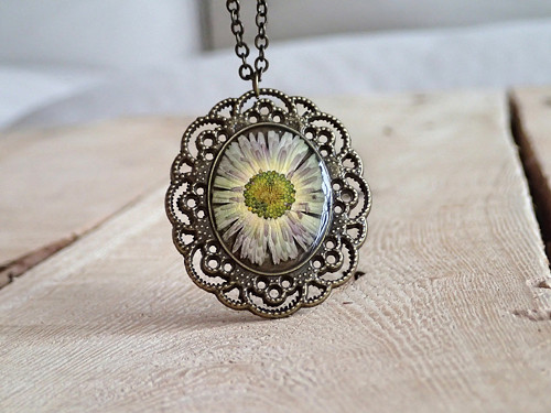 Daisy — foto 1
