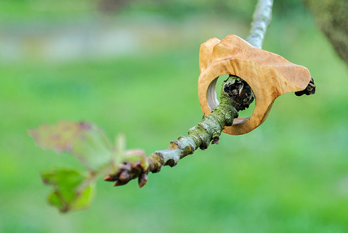 Eukalyptový vánek — foto 1