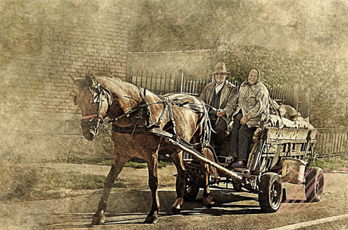 Bavlněný panel KON 165