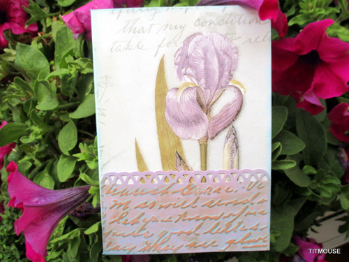Iris — foto 1