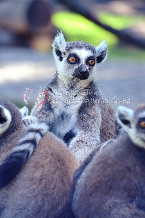 Lemur v modrém