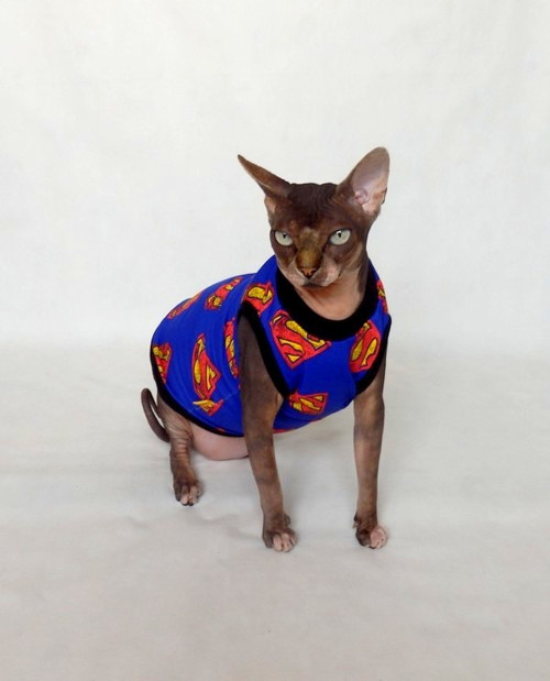 SuperSphynx — foto 1