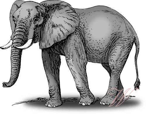 Bavlněný panel MZ 508