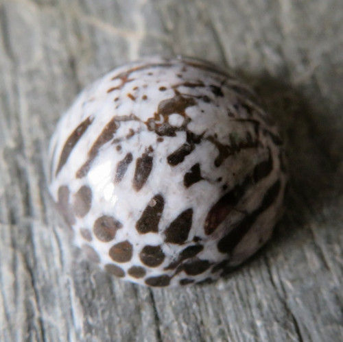 Bryozoan Kabošon č.03 — foto 1