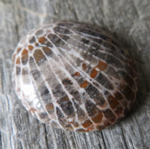 R Bryozoan Kabošon č.04 — foto 1