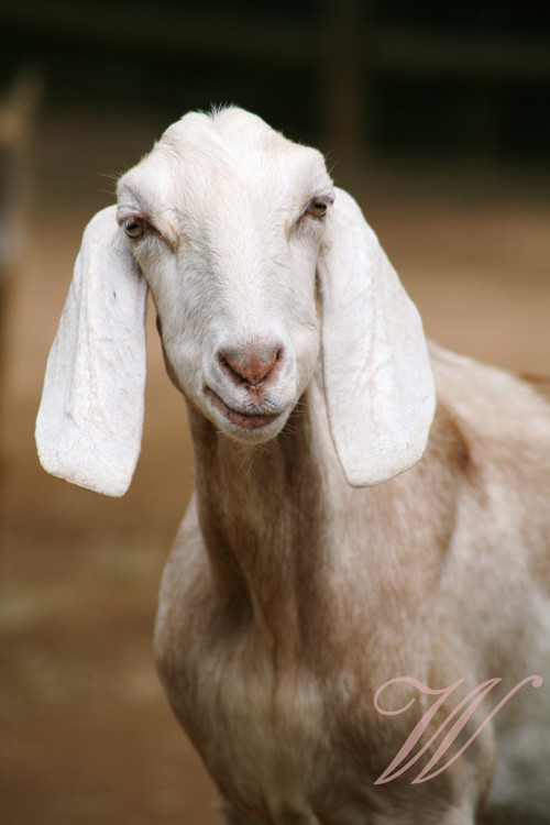 Bavlněný panel ZV 78