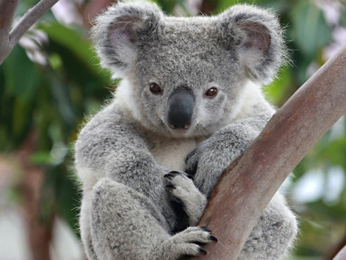 Panel 20x15cm Koala — foto 1