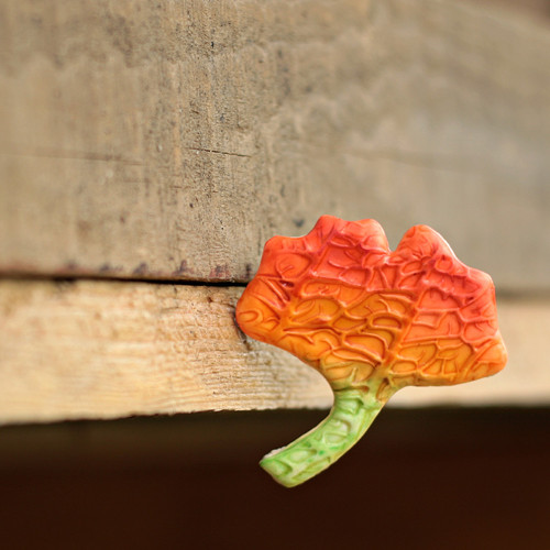 Gingko