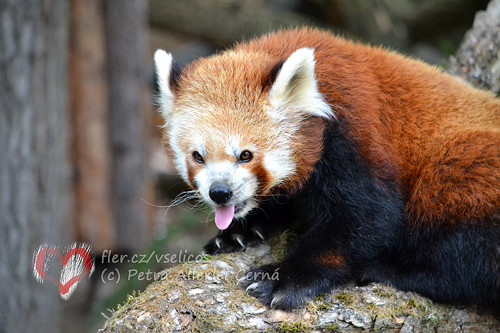 Panda červená