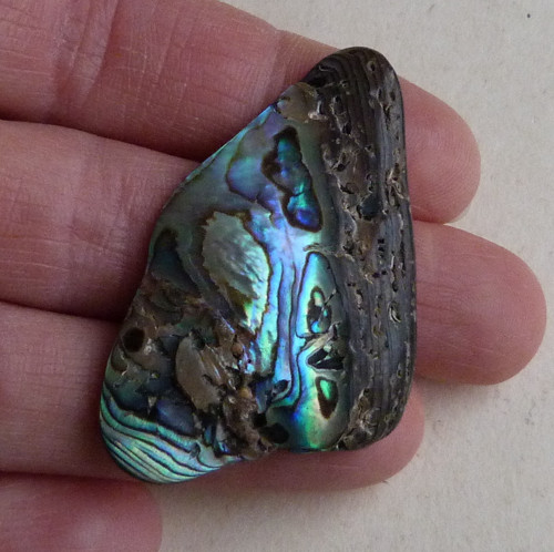 Perleť Paua - 4,8 x 2,8 x 0,5 cm — foto 1