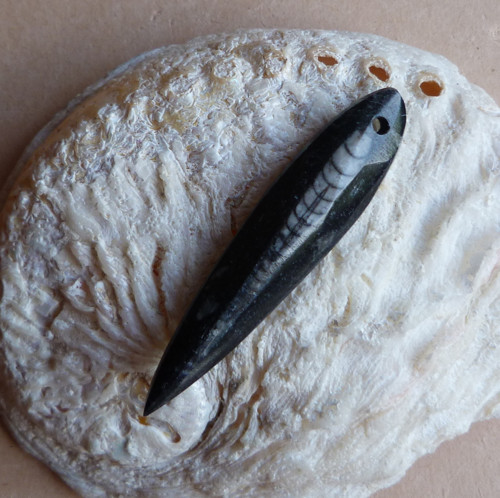 Orthoceras — foto 1