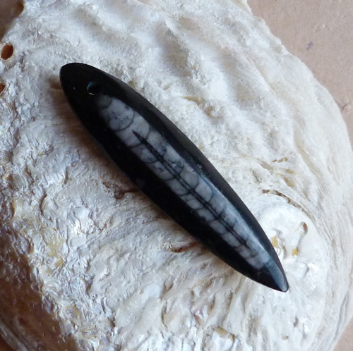 Orthoceras — foto 1
