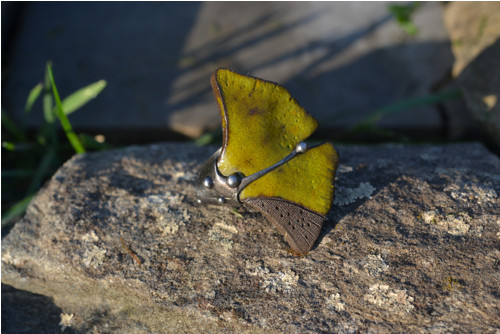 Ginko — foto 1