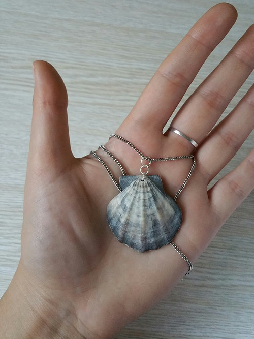 Mušle šedá velká — foto 1