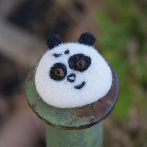 Panda hnědoočko — foto 1