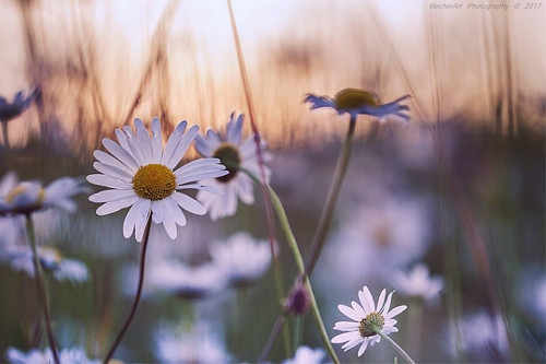 Celestial Summer XV