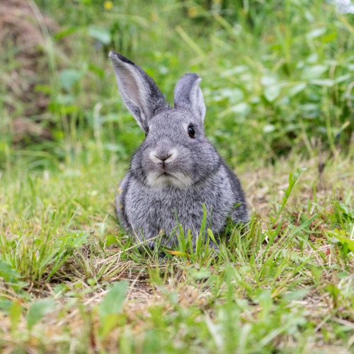 Panel 35x35cm Králíček — foto 1