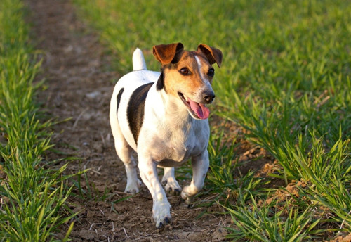 Panel 16x11cm Jack russell teriér — foto 1