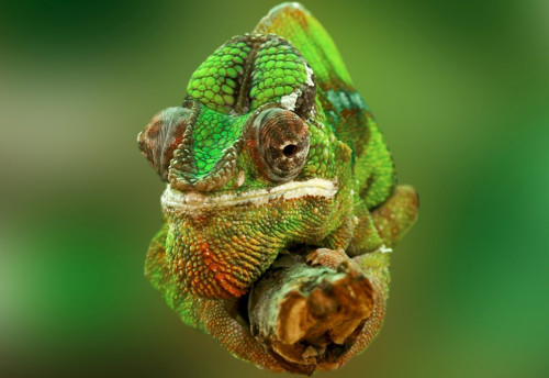 Panel 16x11cm Chameleon zelený — foto 1