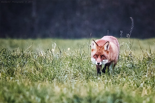 Foxtrait IV
