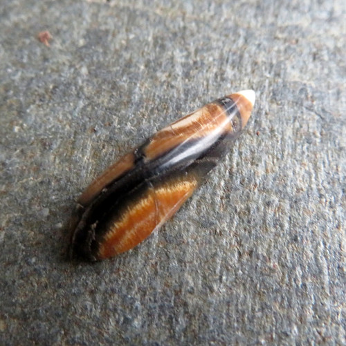 R Mamutovina, kabošonek č.5 — foto 1