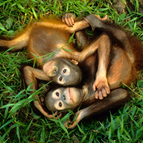 Úpletový panel 35x35cm Orangutánci — foto 1
