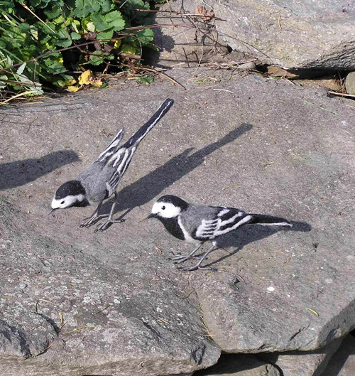 Konipas bílý (Motacilla alba) — foto 1