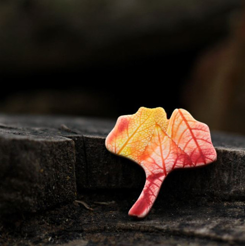 Gingko podzimní