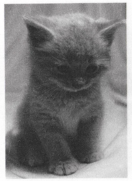 Bavlněná látka - panel 7,5 x 11 cm