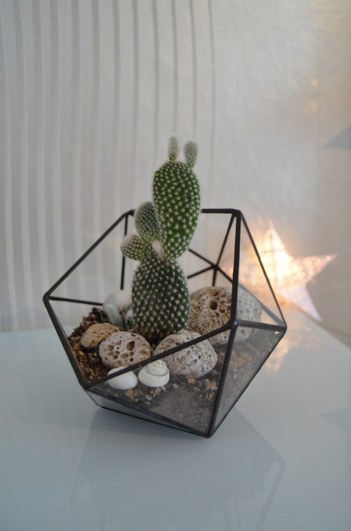 Florarium "Koulička"