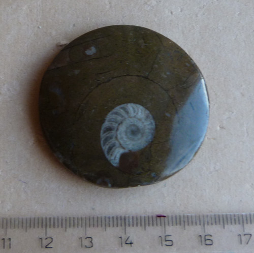 Amonit - 4,5 cm — foto 1