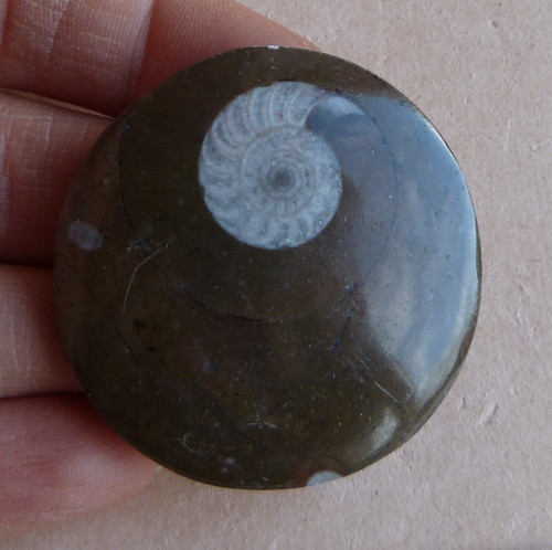 Amonit - 4,5 cm — foto 1