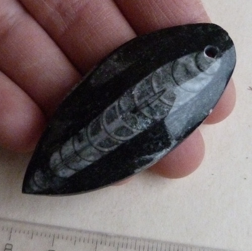 Orthoceras vrtaný - 5,7 cm — foto 1