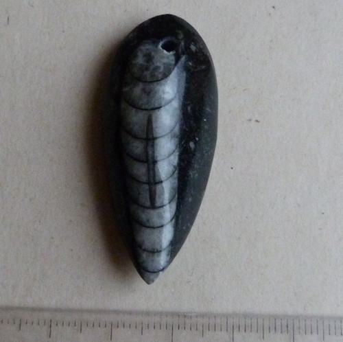 Orthoceras vrtaný - 4,6 cm — foto 1