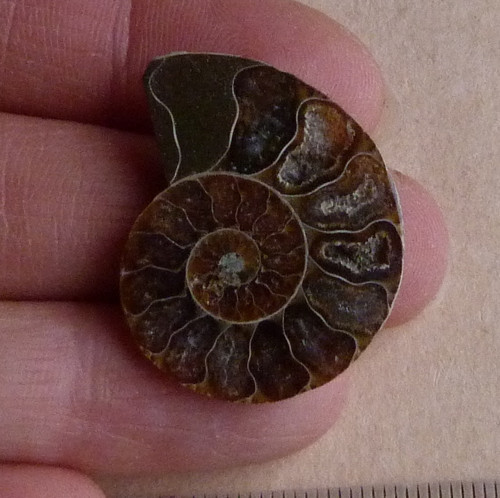 Amonit - 3,1 cm — foto 1