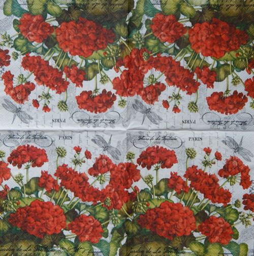 Pelargonie 1177 — foto 1