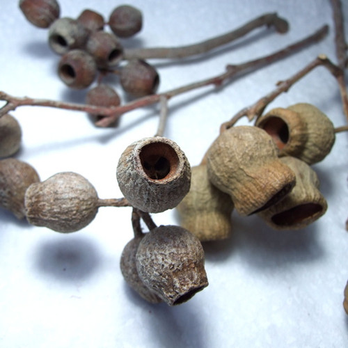 Sušené plody Eucalyptu — foto 1
