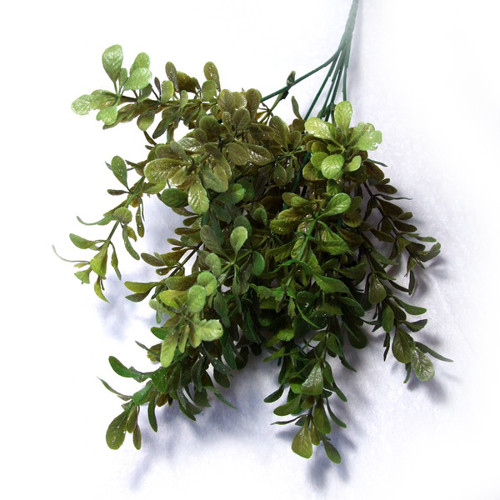 Buxus — foto 1