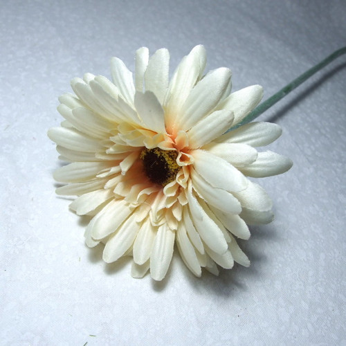 Gerbera krémová — foto 1
