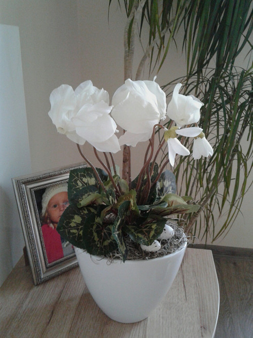 Brambořík — foto 1