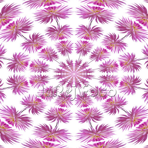 Mandala z jiřiny