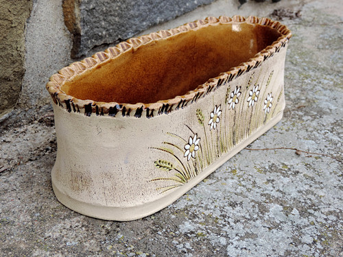Truhlík kopretinkový - 34 cm — foto 1