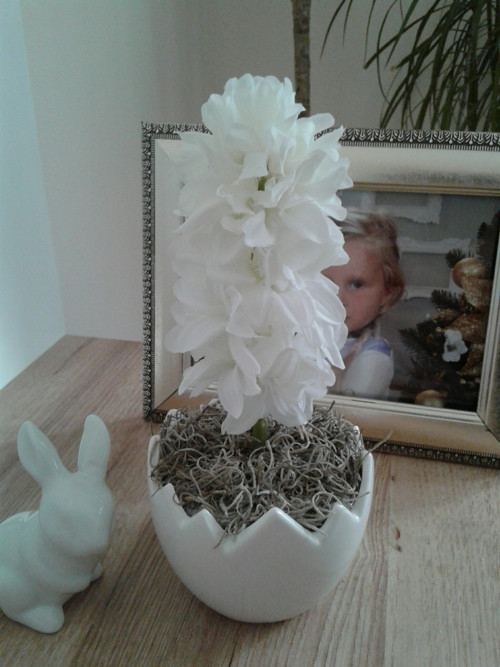 Mini skořápka — foto 1