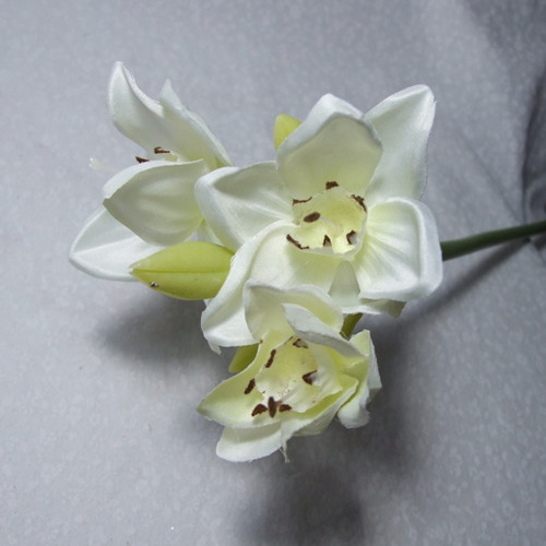 Eucharis — foto 1