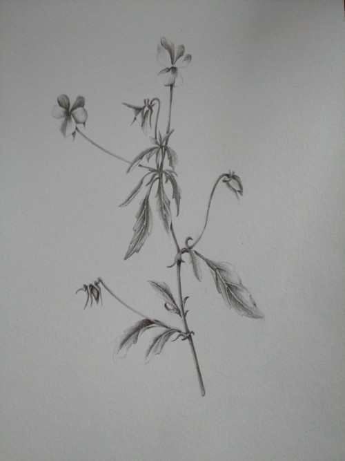 Violka trojbarevná — foto 1