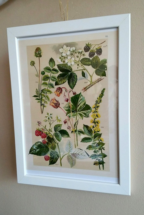 Botanický obrázek - reprodukce — foto 1