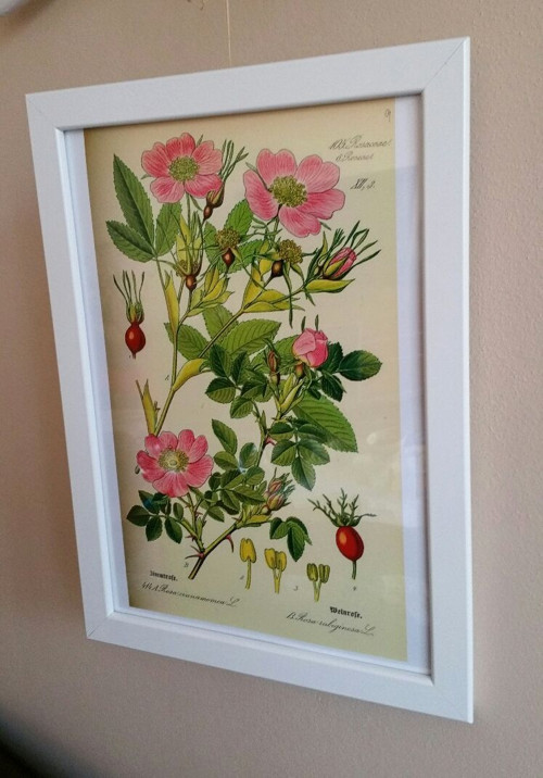 Botanický obrázek - reprodukce — foto 1