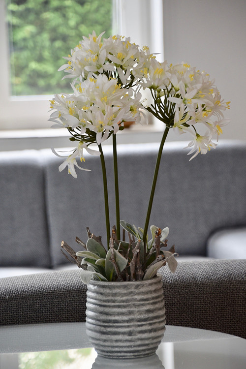 Dekorace Agapanthus — foto 1